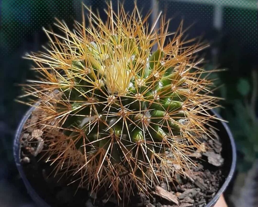 Mammillaria nivosa