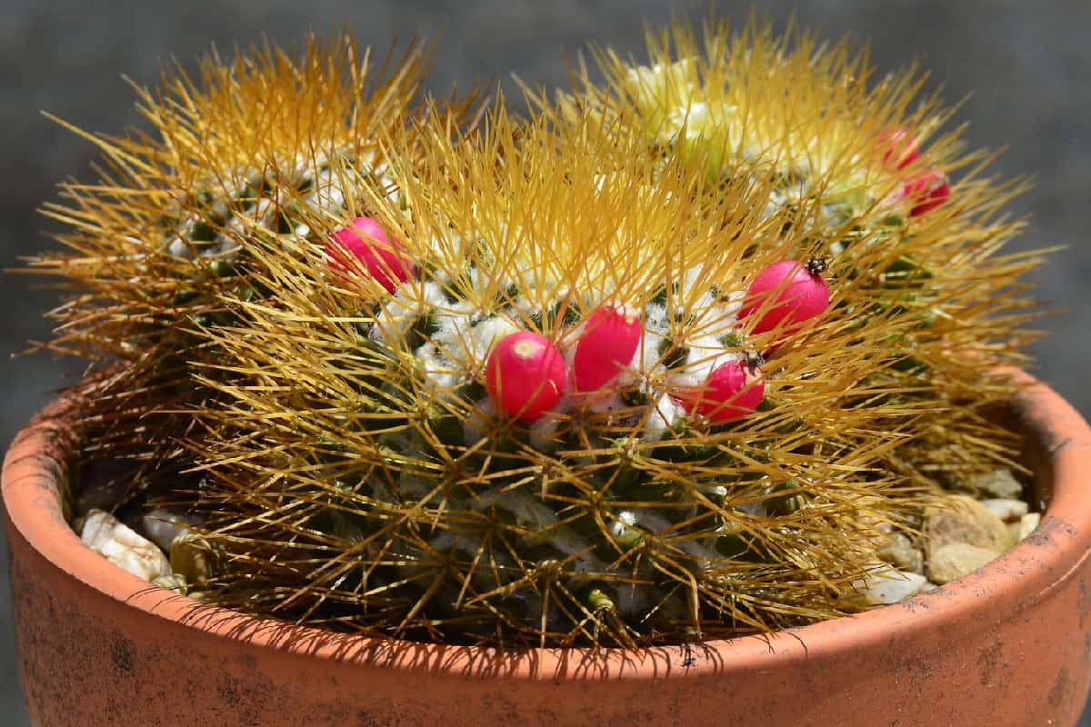 Mammillaria nivosa
