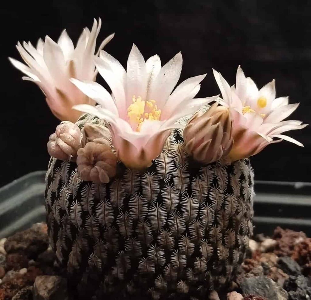 Mammillaria pectinifera