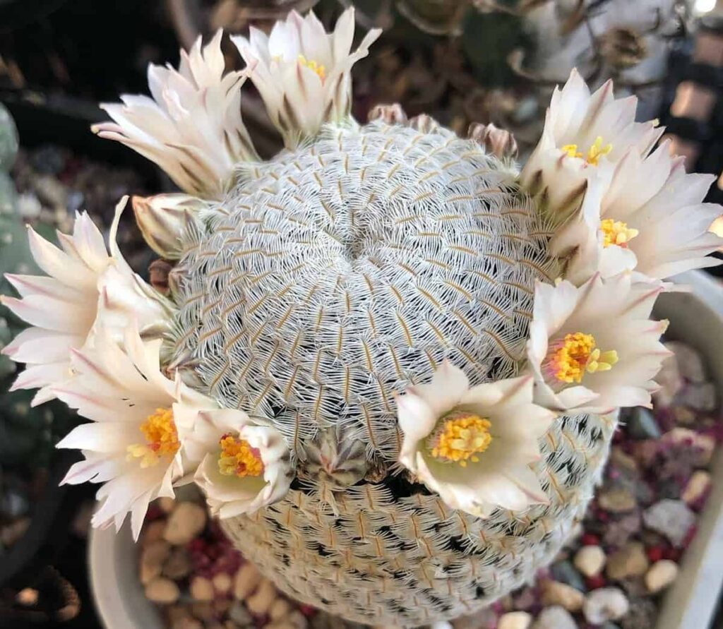 Mammillaria pectinifera