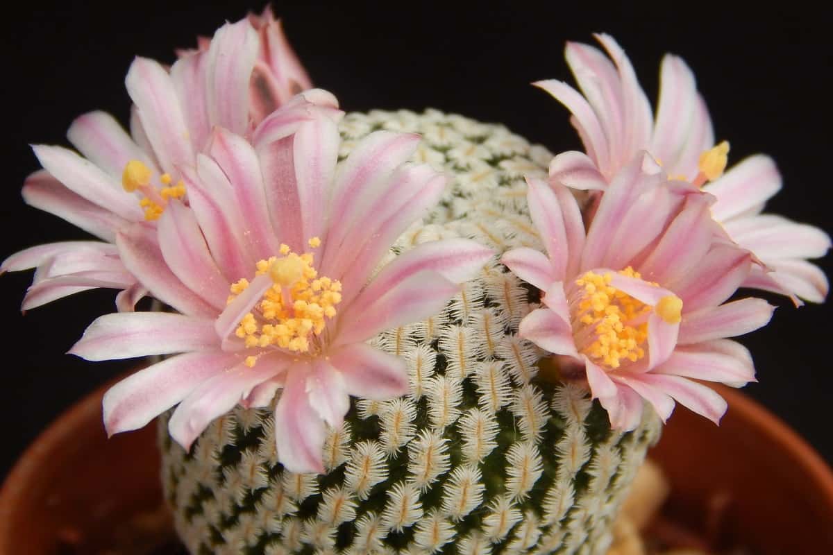 Mammillaria pectinifera