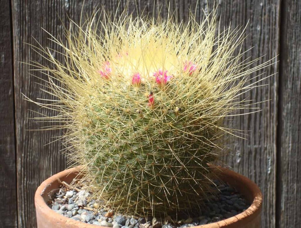 Mammillaria pringlei