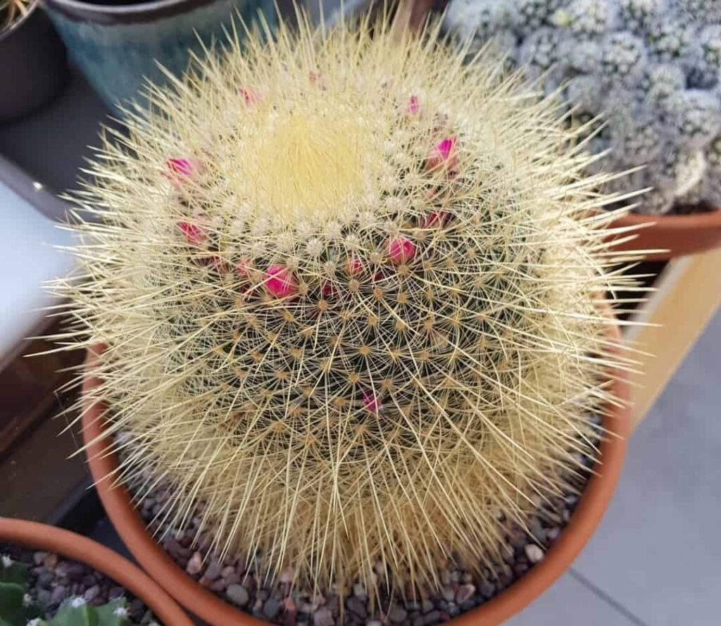 Mammillaria pringlei