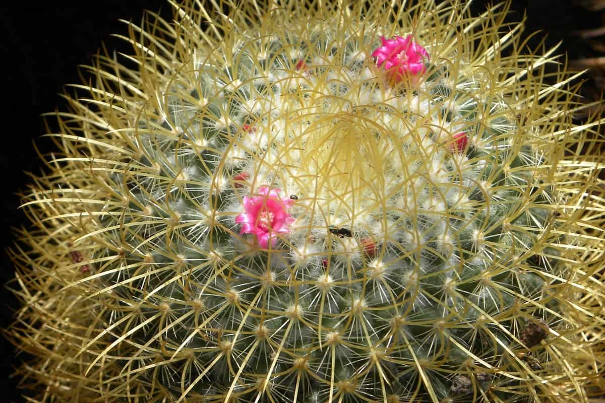 Mammillaria pringlei