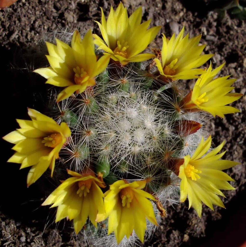 Mammillaria prolifera