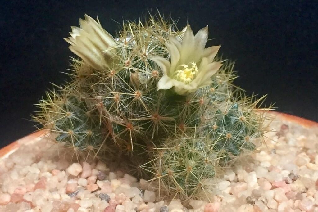 Mammillaria prolifera