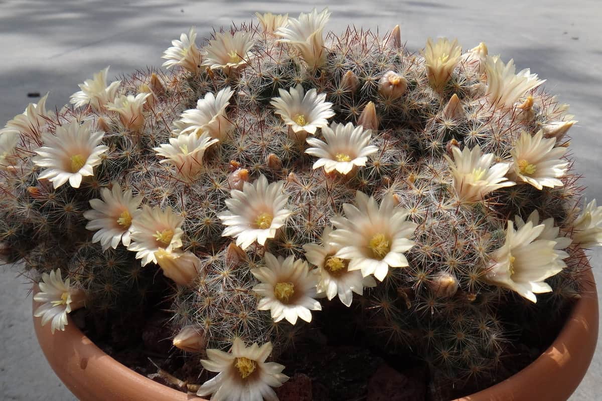 Mammillaria prolifera