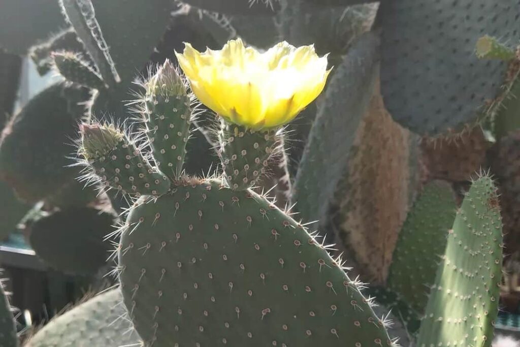 Opuntia leucotricha