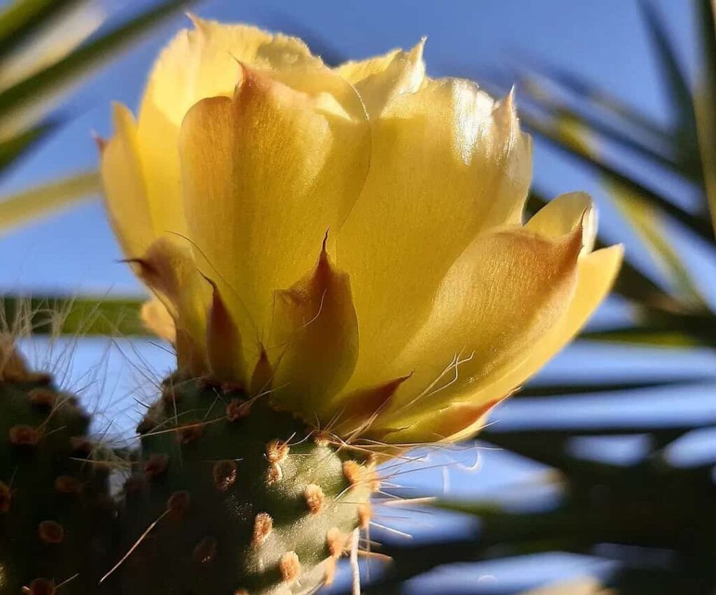 Opuntia leucotricha
