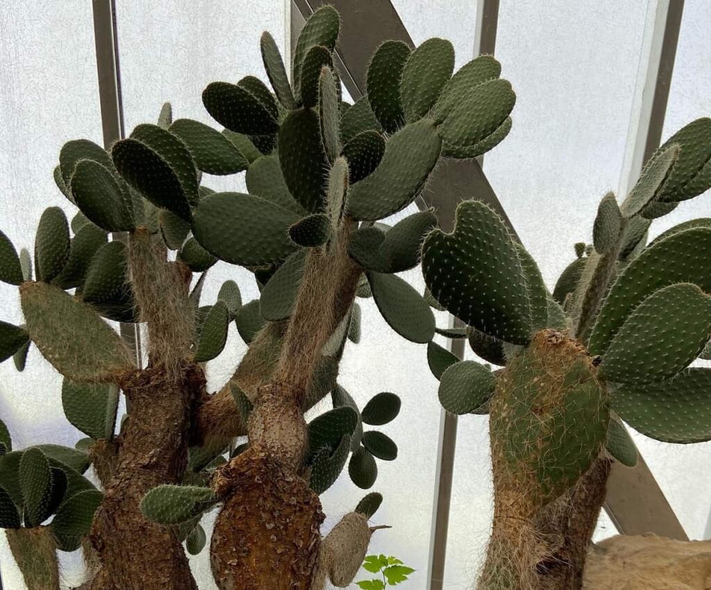 Opuntia leucotricha