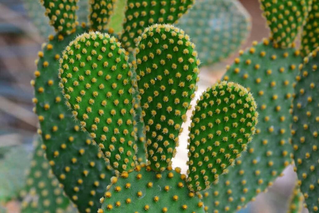 Opuntia microdasys care