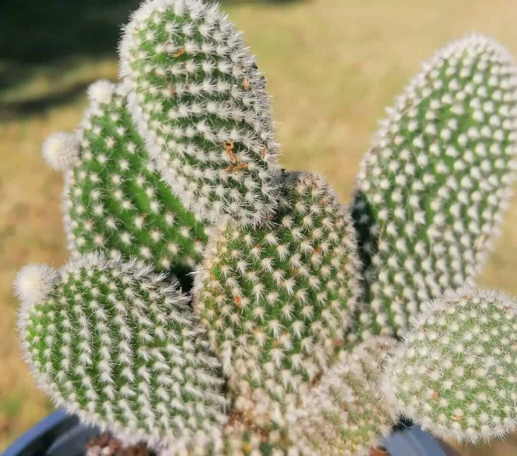 Opuntia microdasys Albata