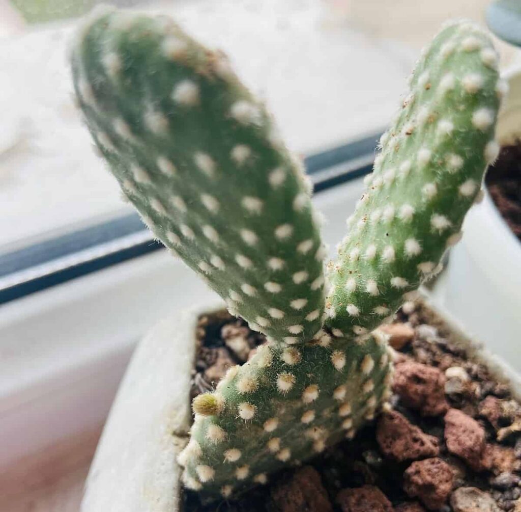Opuntia microdasys Albata