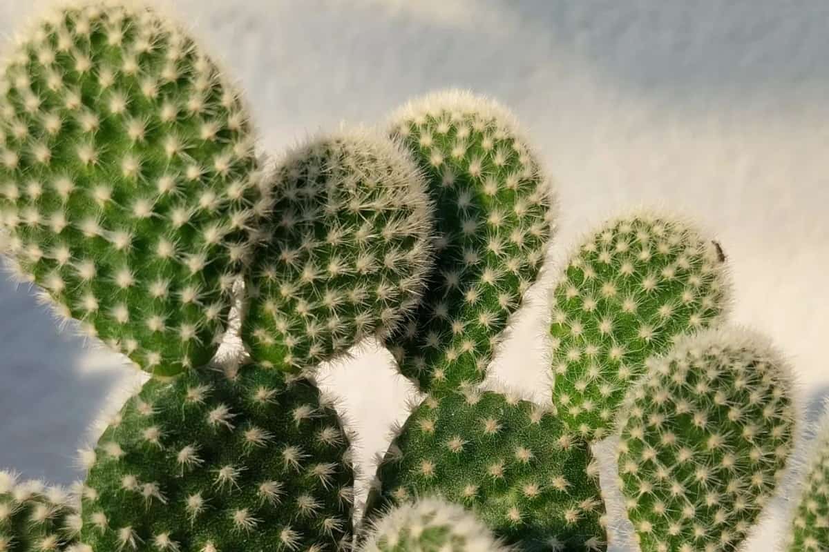 Opuntia microdasys Albata