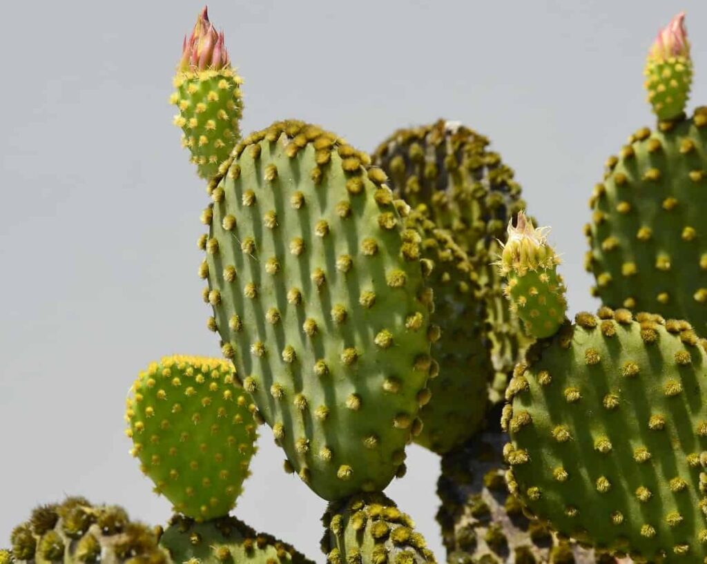 Opuntia microdasys care
