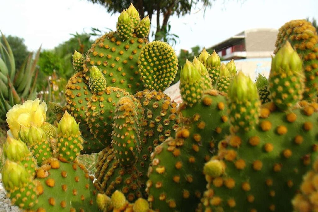 Opuntia microdasys care