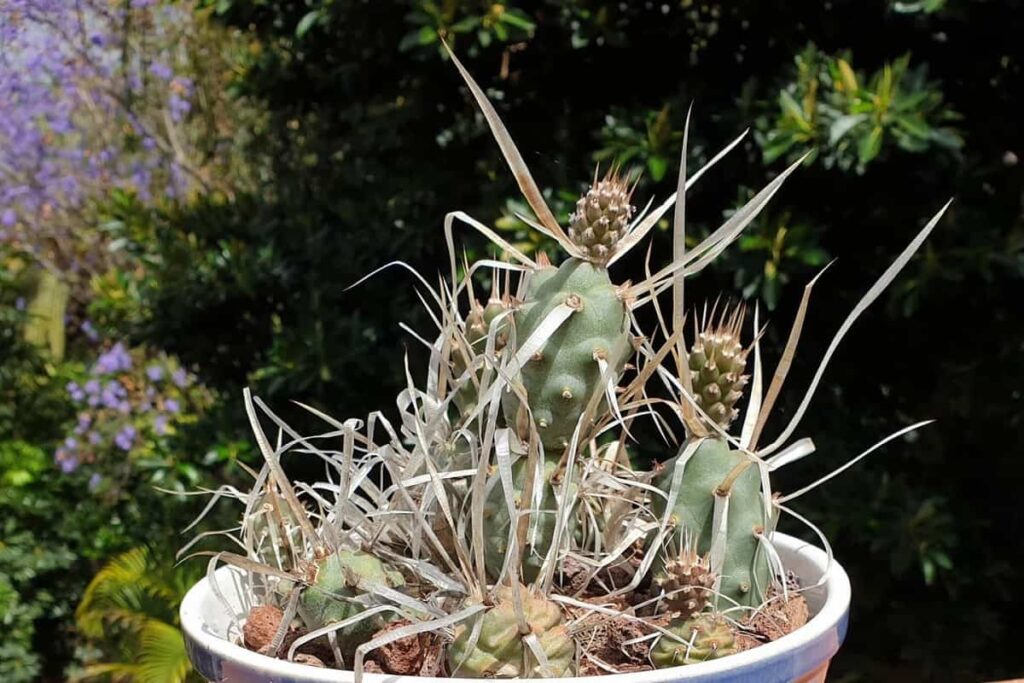 Opuntia papyracantha