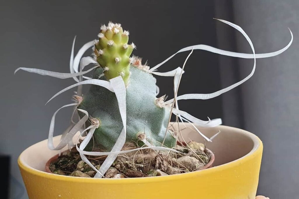 Opuntia papyracantha
