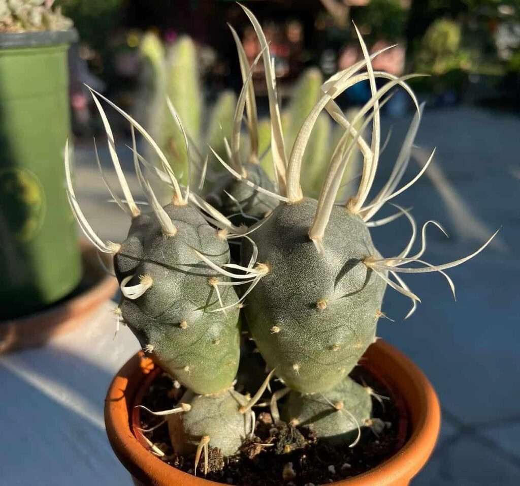 Opuntia papyracantha
