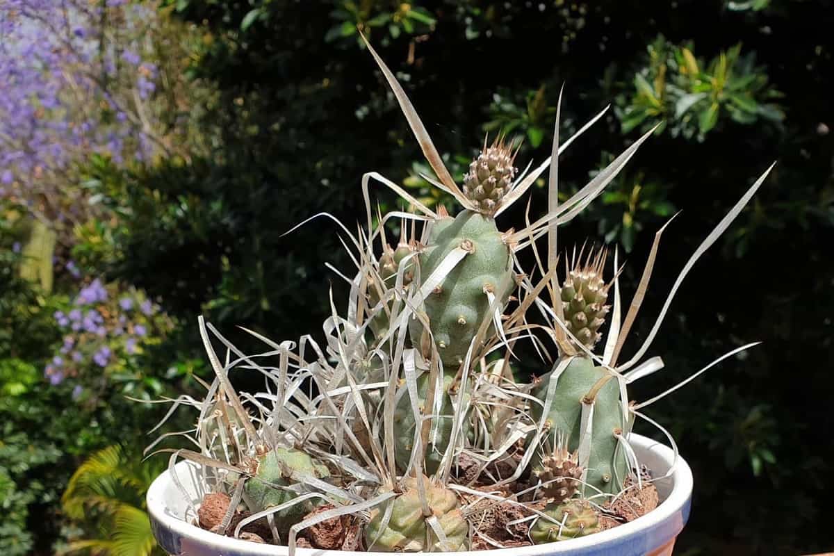 Opuntia papyracantha
