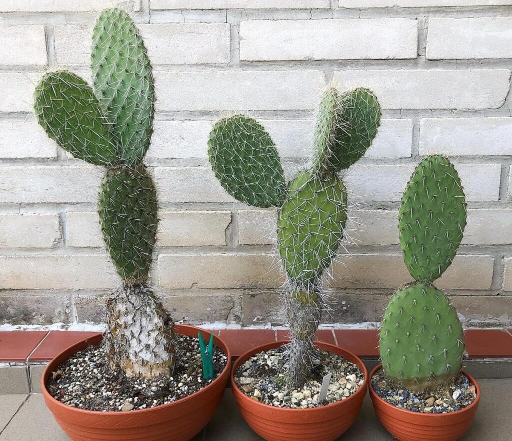 Opuntia pilifera