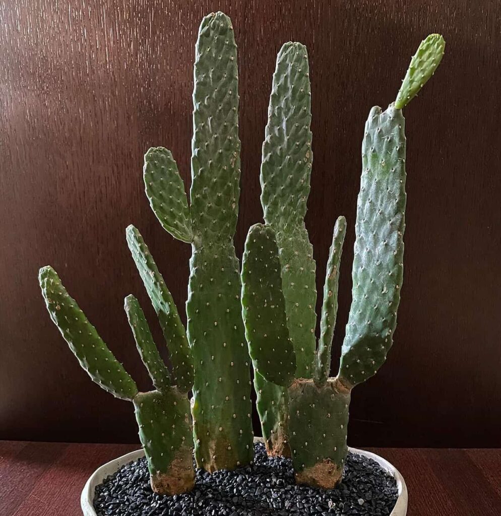 Opuntia rubescens