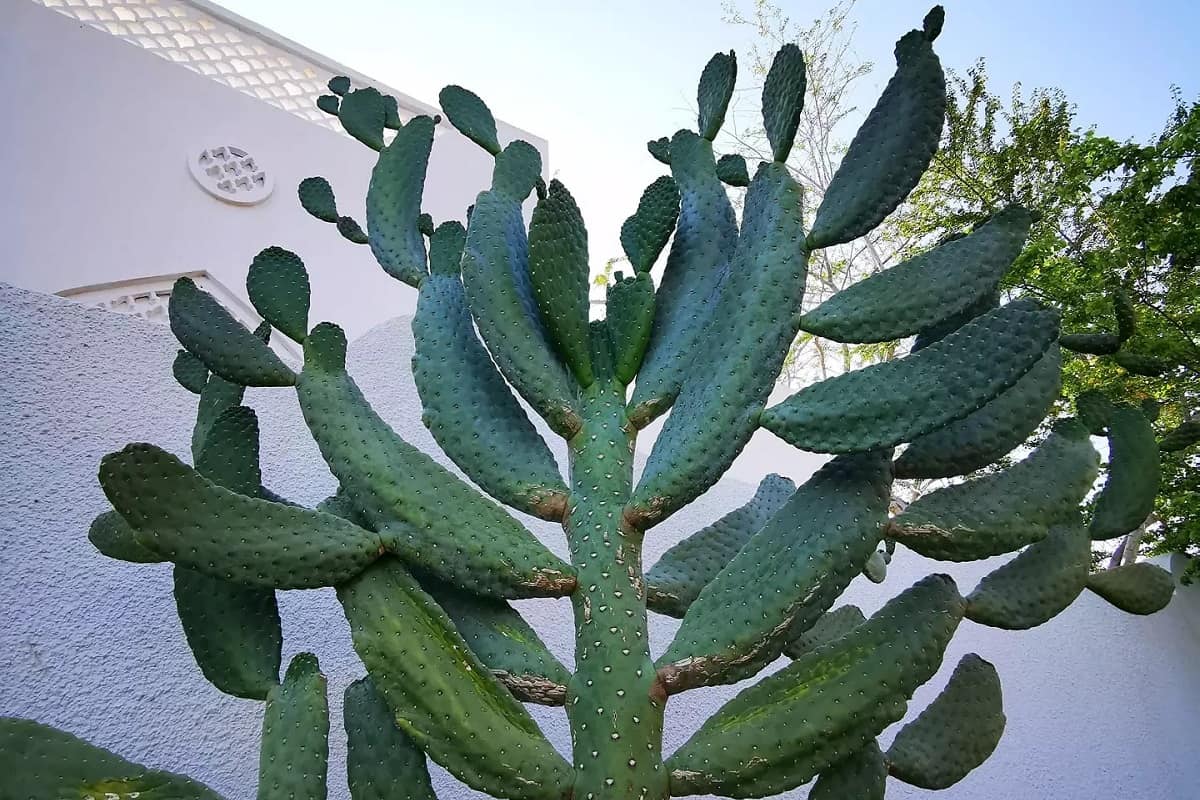 Opuntia rubescens