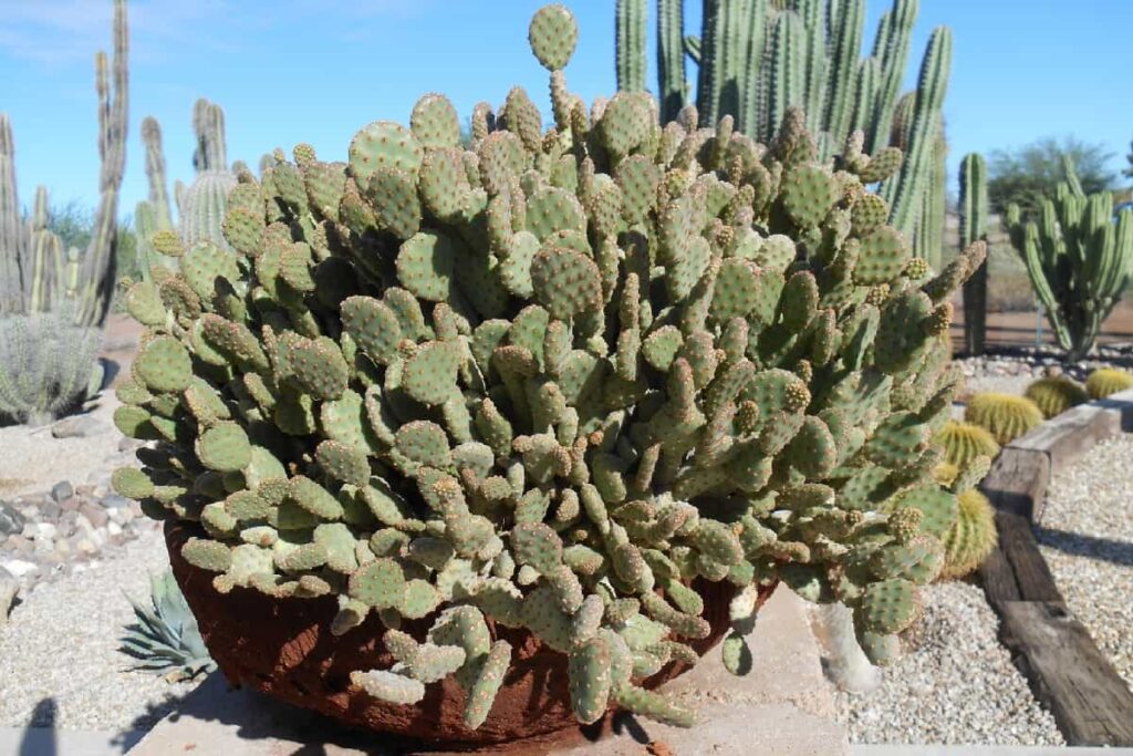 opuntia rufida minima