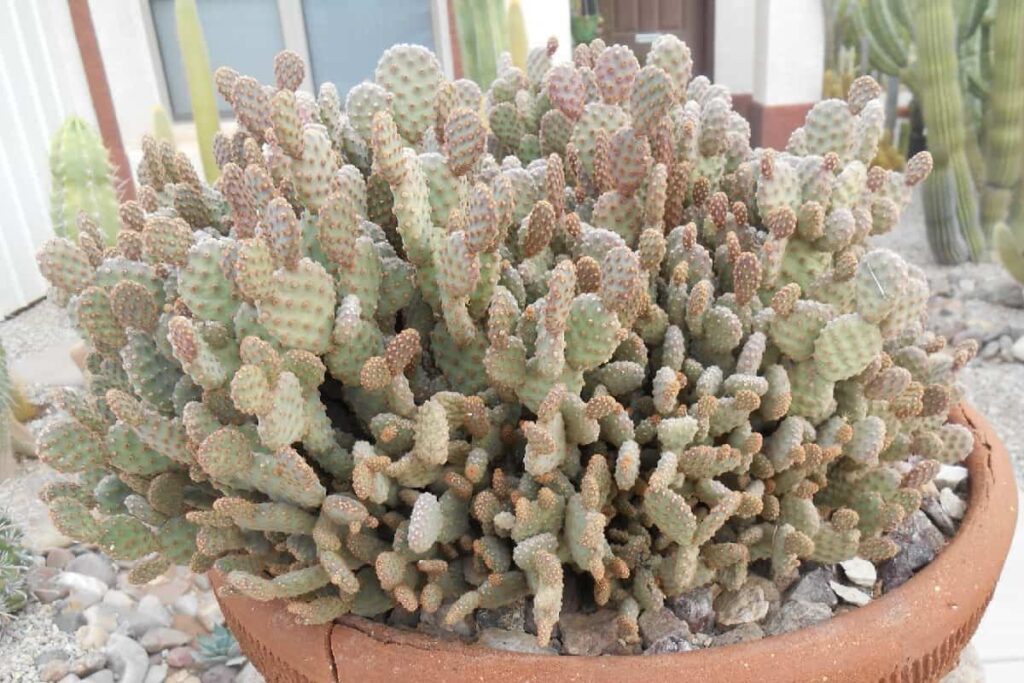 opuntia rufida minima