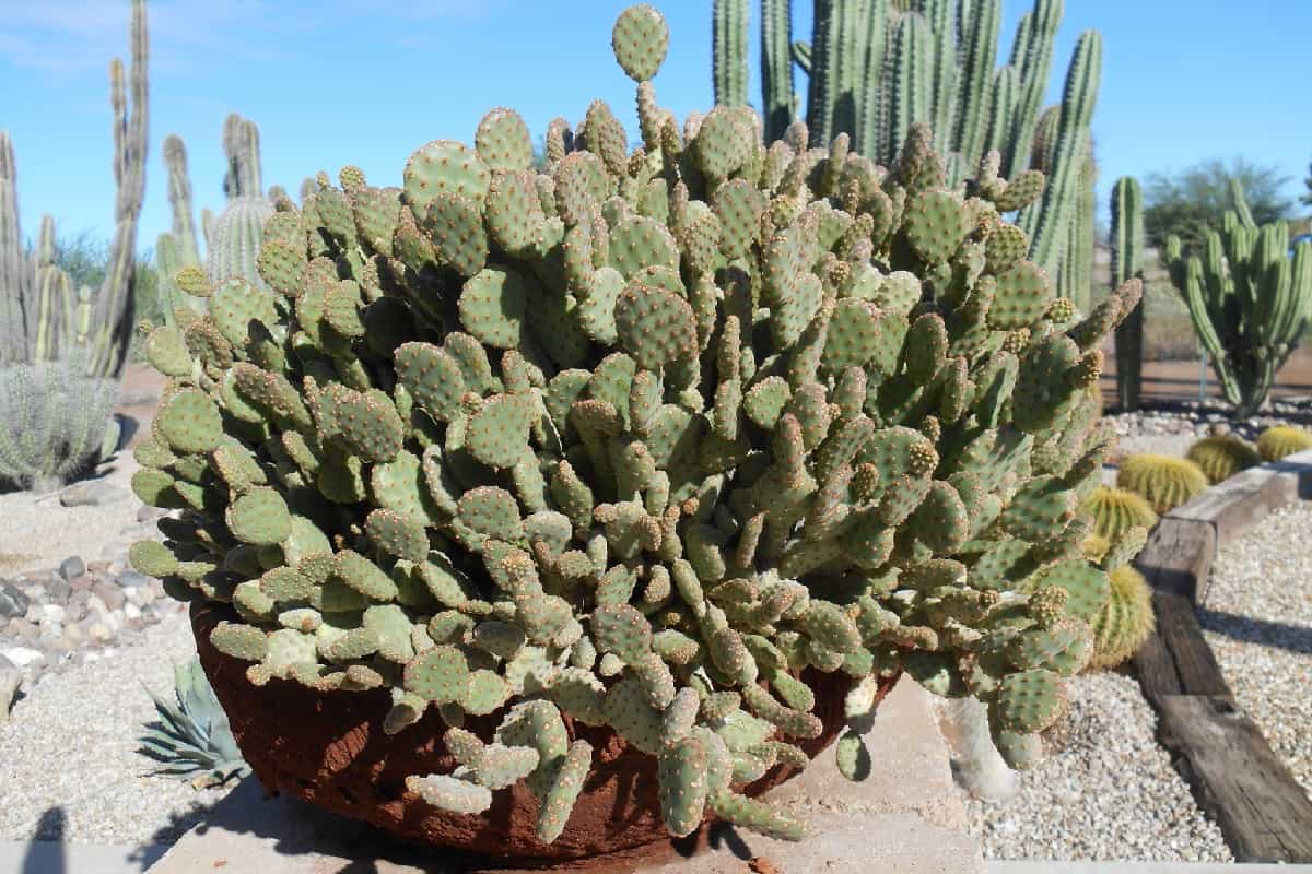 opuntia rufida minima
