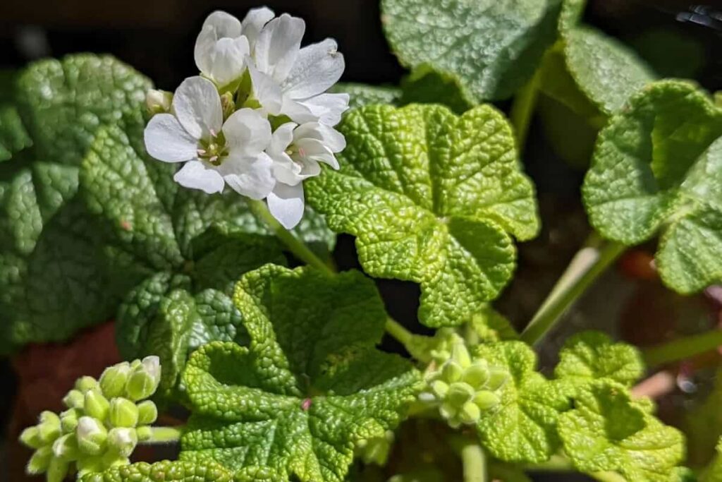 Pelargonium cotyledonis