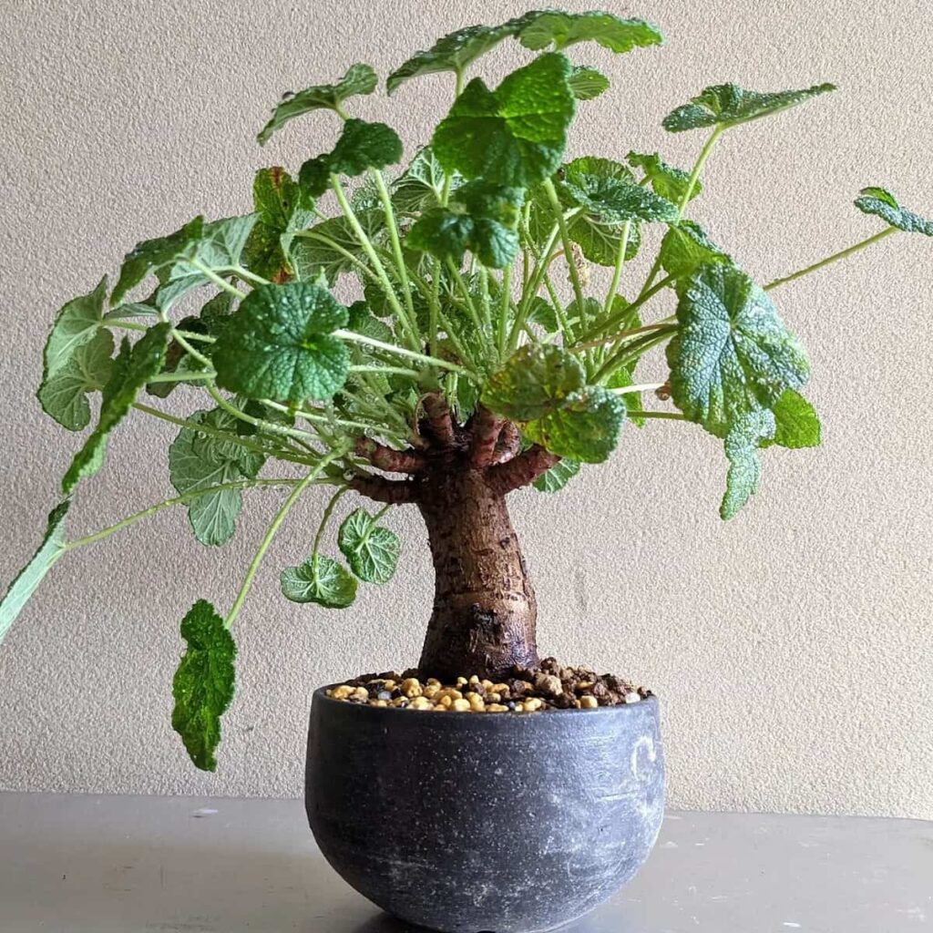 Pelargonium cotyledonis
