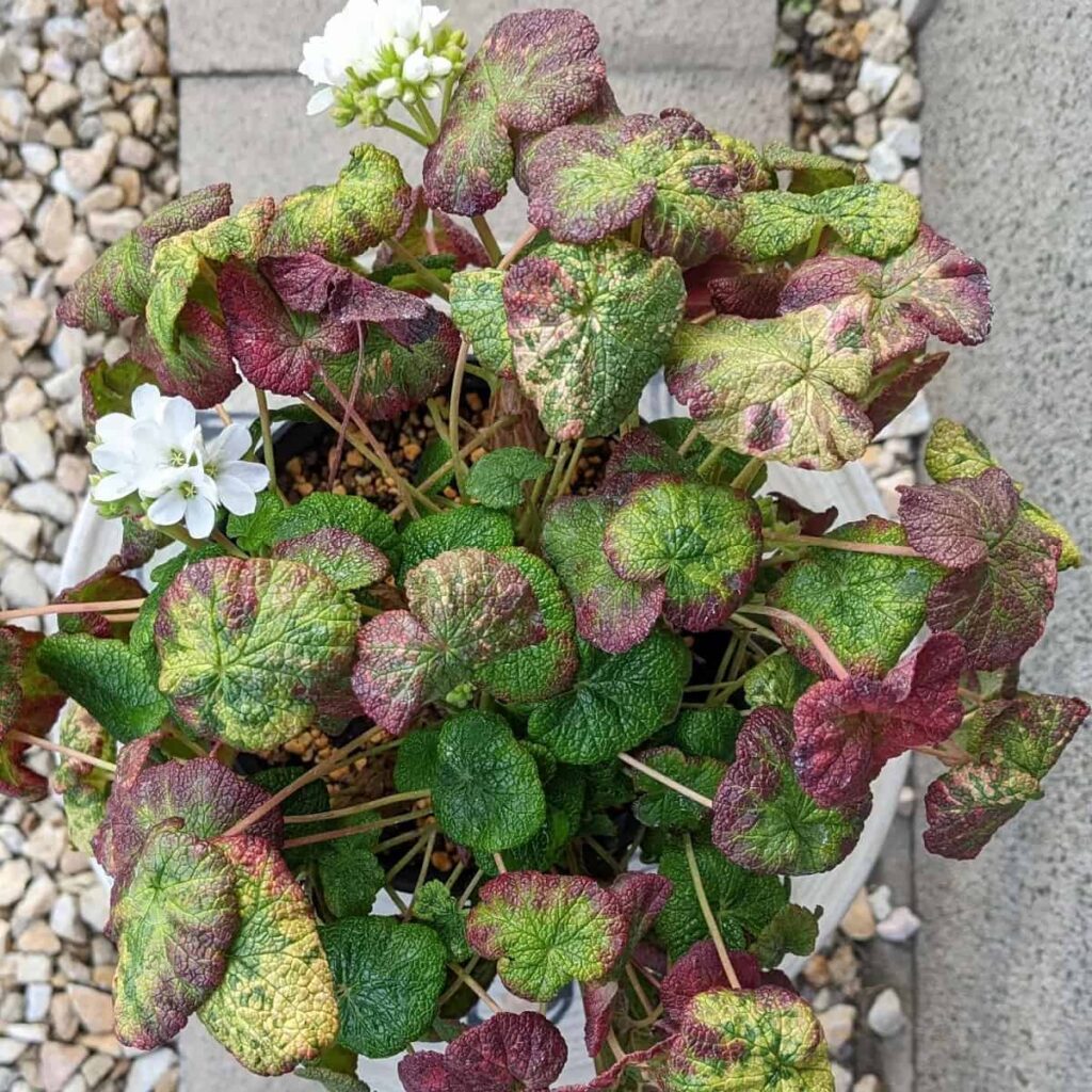 Pelargonium cotyledonis