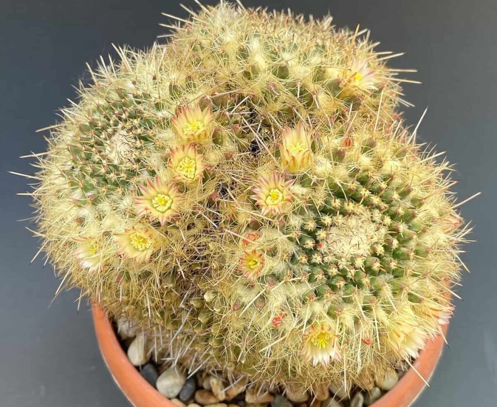 Silver Arrow Cactus