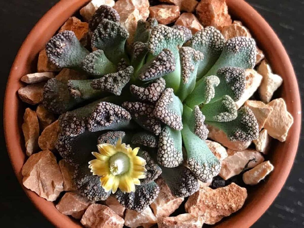 Titanopsis calcarea care
