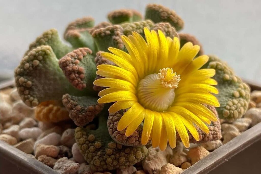 Titanopsis calcarea care