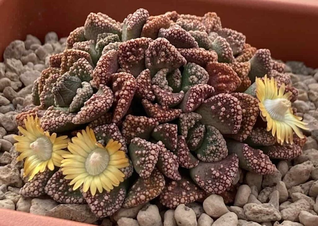 Titanopsis calcarea care