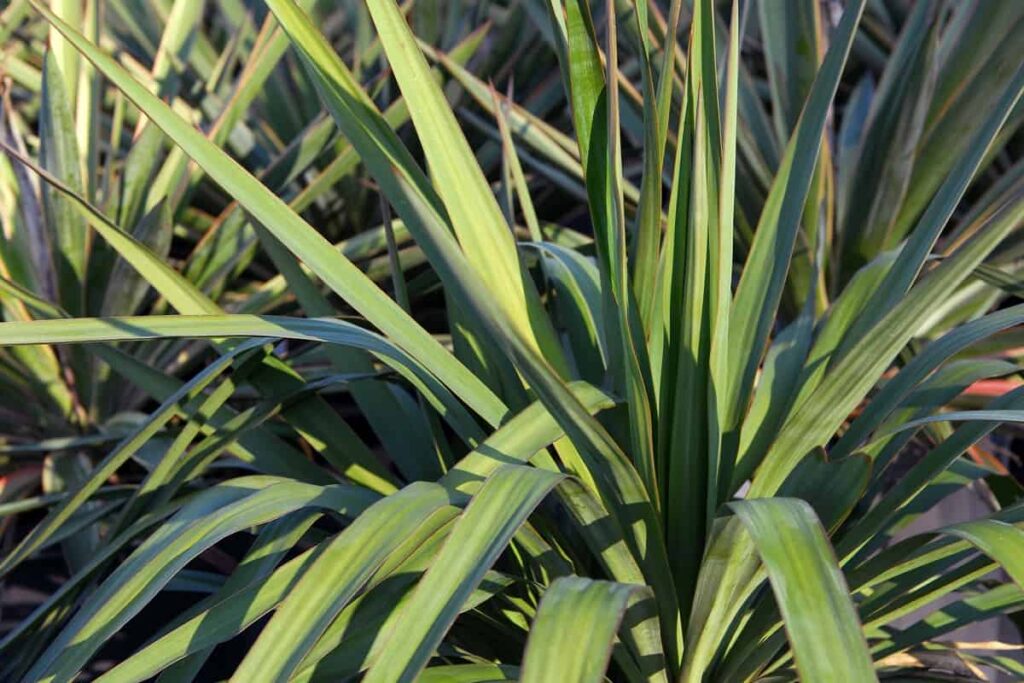 Yucca pendula