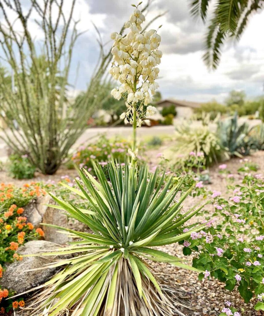 Yucca pendula