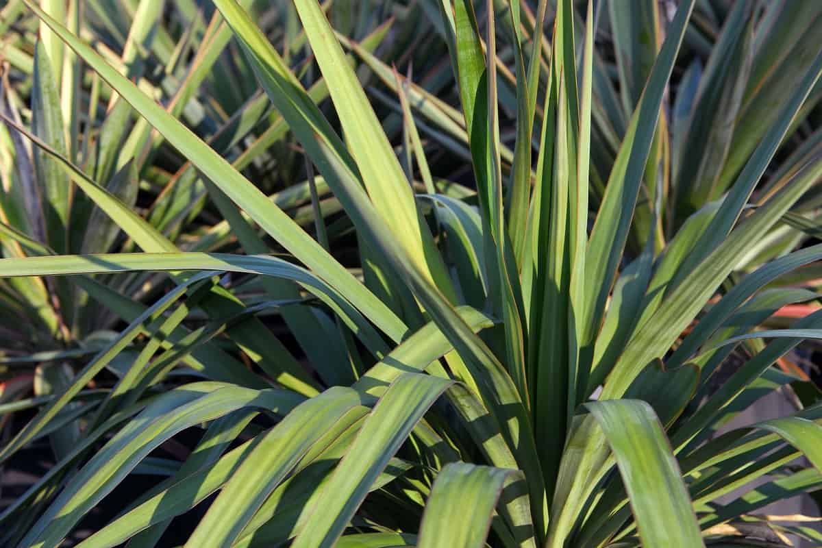Yucca pendula