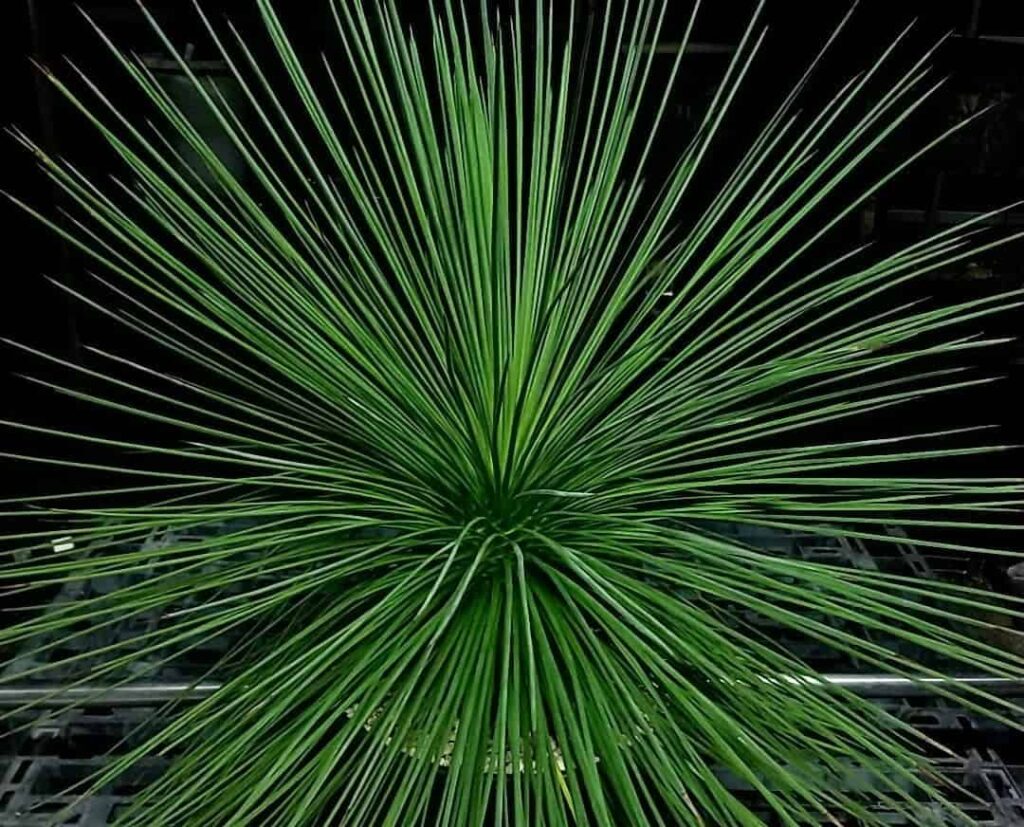 Yucca queretaroensis