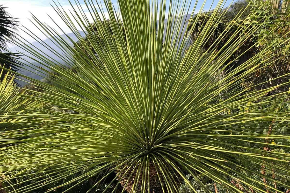 Yucca queretaroensis