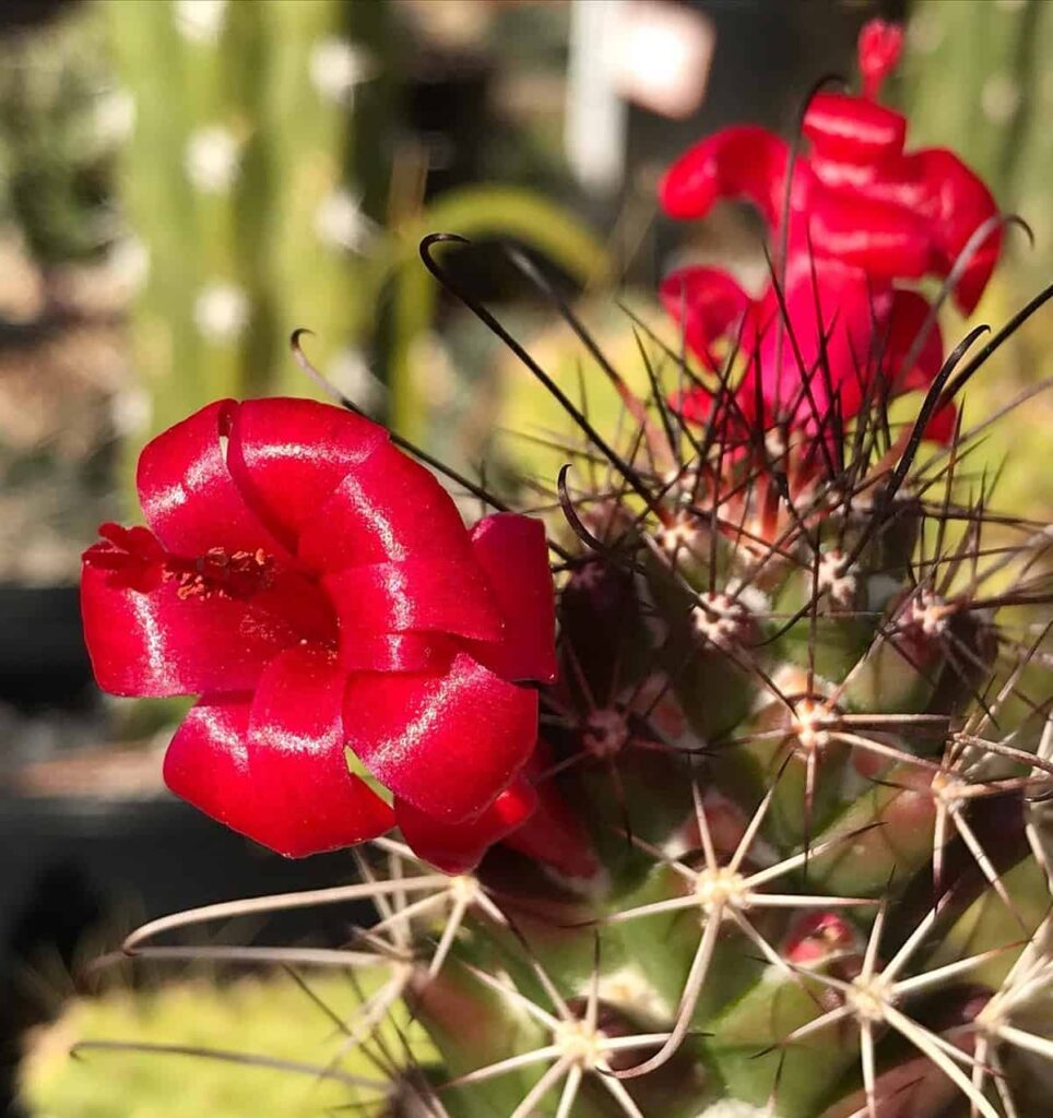 Mammillaria poselgeri