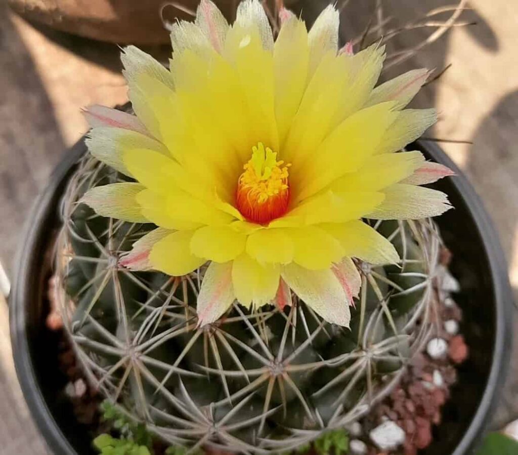 Coryphantha greenwoodii