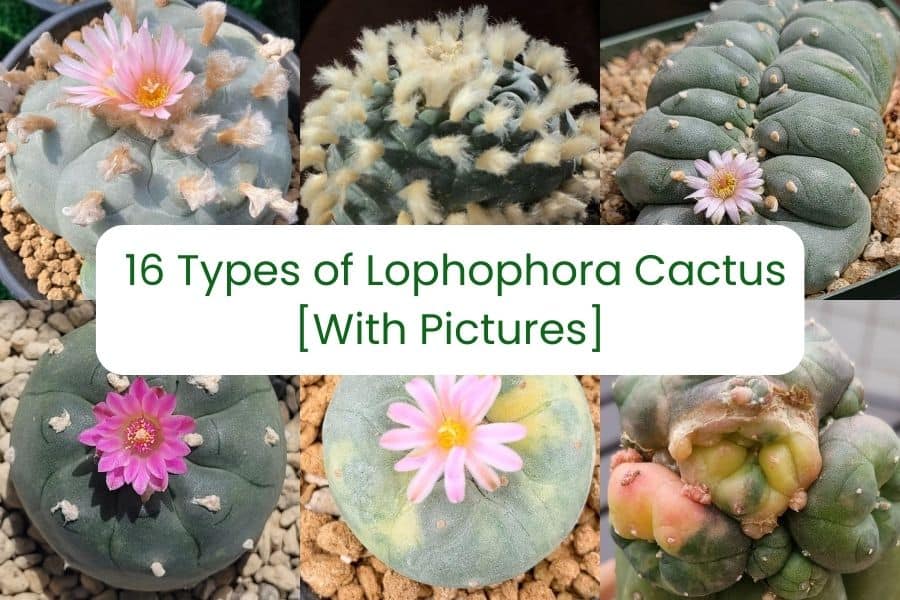 Lophophora cactus