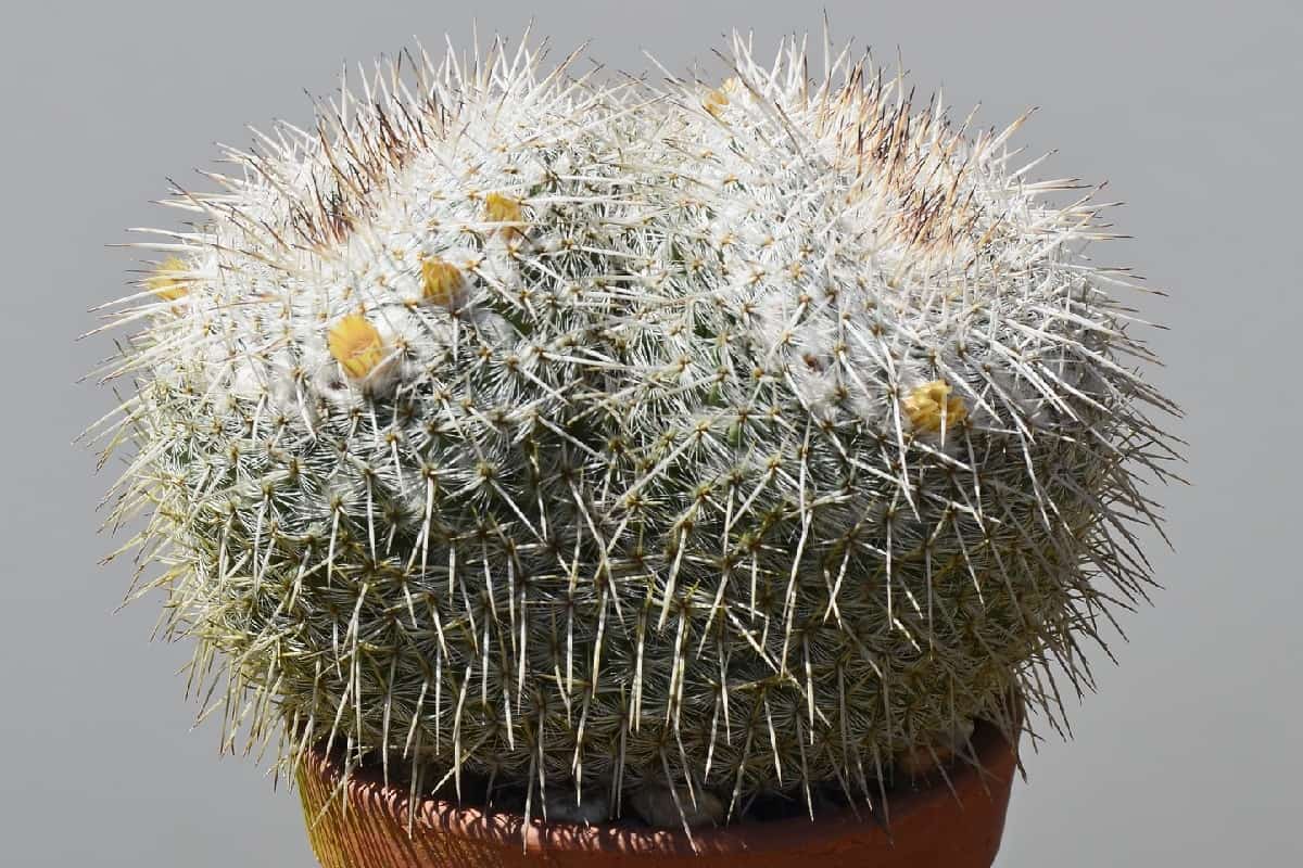 mammillaria parkinsonii