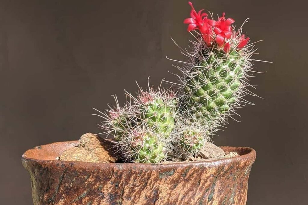 Mammillaria poselgeri