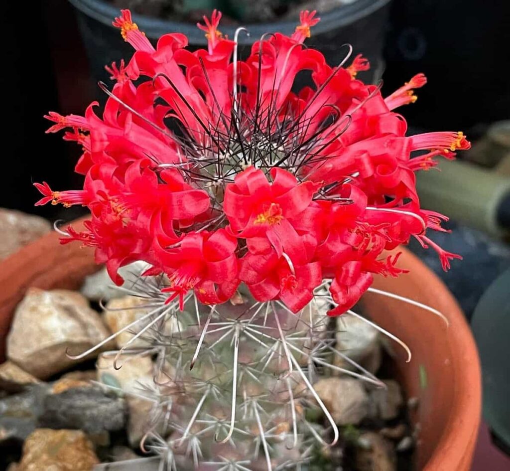 Mammillaria poselgeri