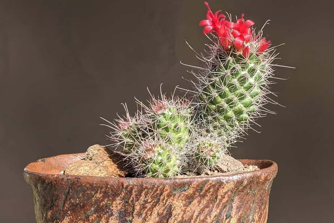 Mammillaria poselgeri