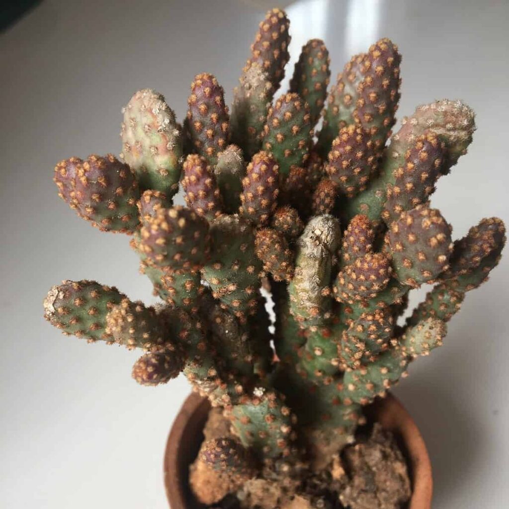 opuntia rufida minima